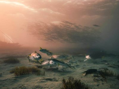 Studie warnt: Wie sich steigende Meerestemperaturen auf unsere Fischbestände auswirken